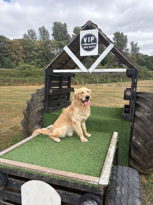 Golden Retriever Male – Experienced Home Needed - Image 2 of 4