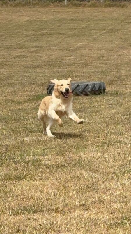 Golden Retriever Male – Experienced Home Needed - Image 3 of 4