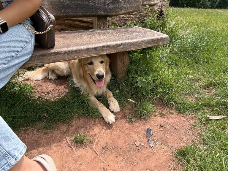 Golden Retriever Male – Experienced Home Needed - Image 4 of 4