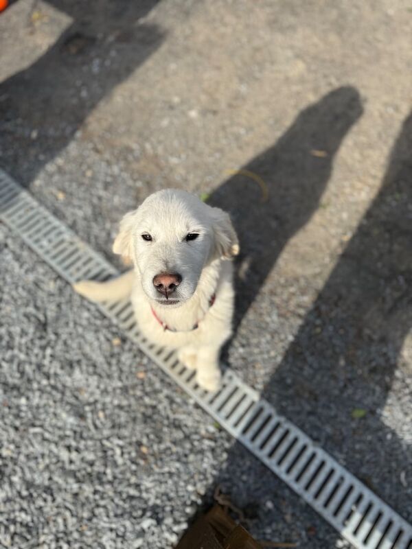 Golden retriever pup for sale in Portadown, County Armagh