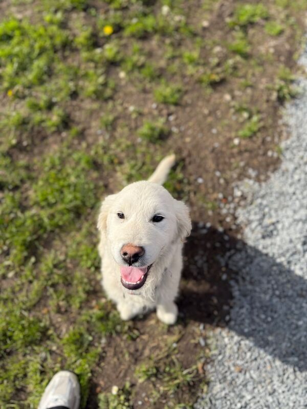 Golden retriever pup for sale in Portadown, County Armagh - Image 2
