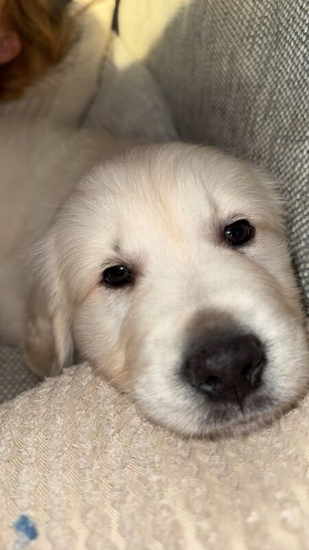 Golden retriever pup for sale in Portadown, County Armagh - Image 3