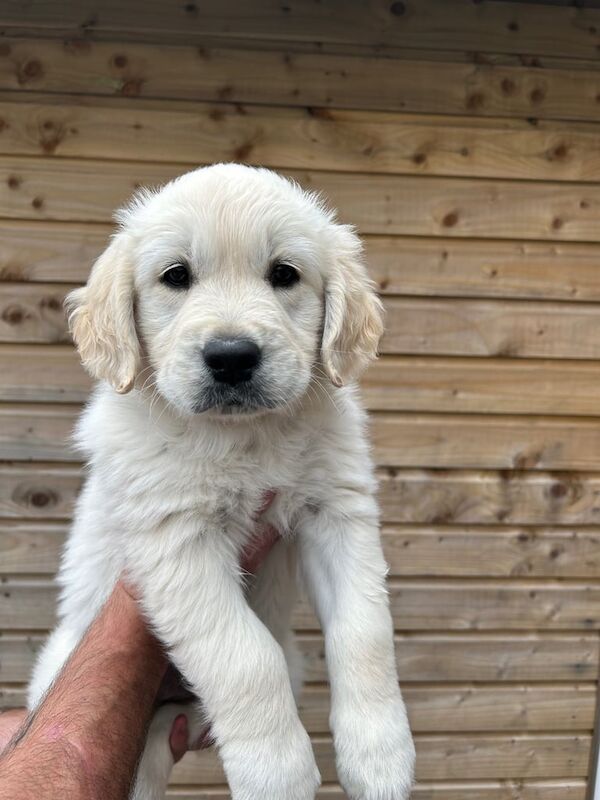 Golden Retriever puppies for sale in Londonderry, County Londonderry – 7 weeks old