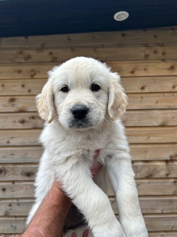 Golden Retriever puppies for sale in Londonderry, County Londonderry – 7 weeks old - Image 2 of 3