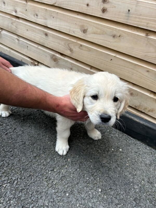 Golden Retriever puppies for sale in Londonderry, County Londonderry – 7 weeks old - Image 3 of 3