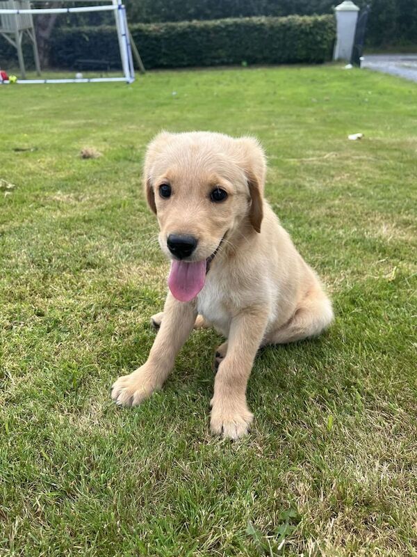 Golden Retriever puppies for sale in Crossmaglen, County Armagh – 11 weeks old
