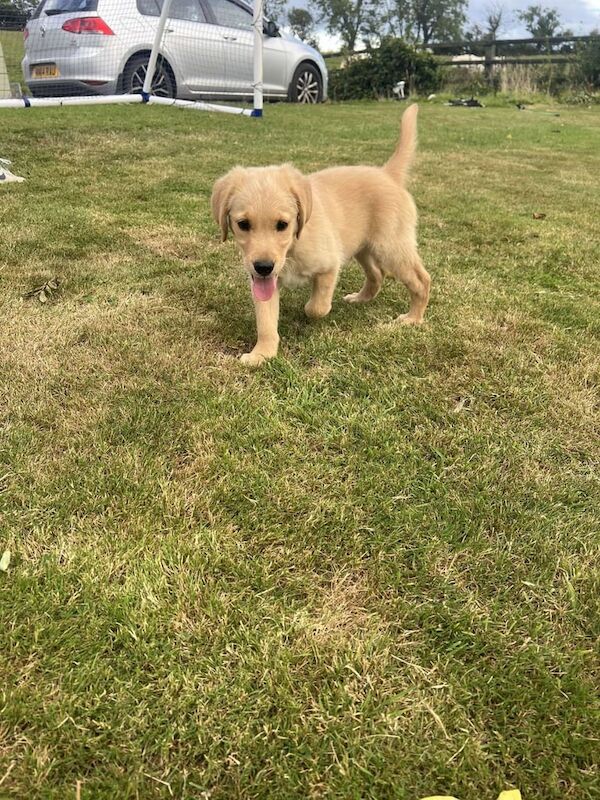 Golden retriever pup - Image 2 of 3