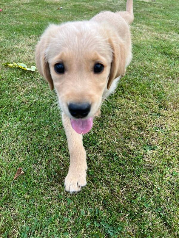 Golden retriever pup - Image 3 of 3