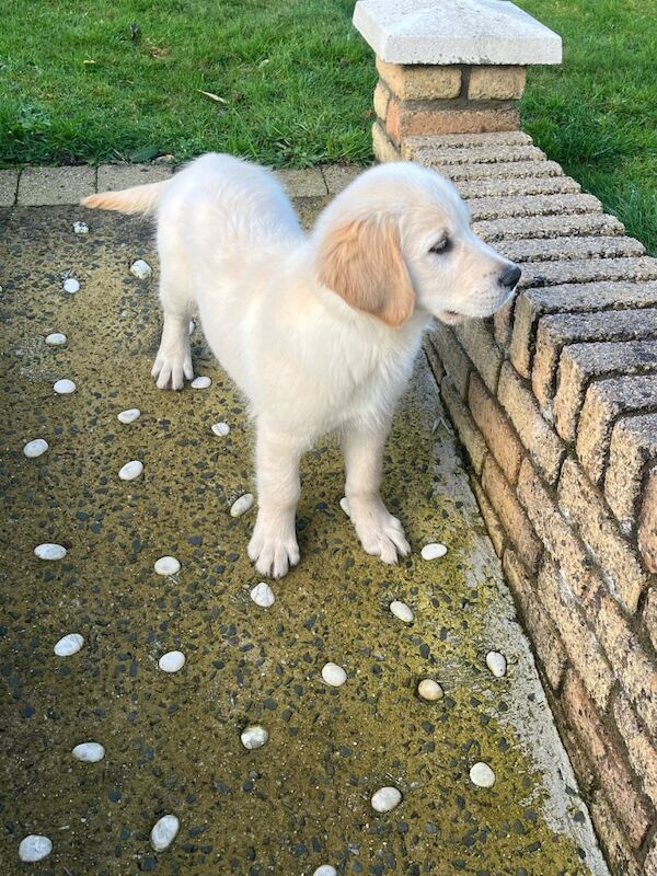 Golden Retriever puppies for sale in Newry, County Armagh – KC registered, 6 months old - Image 2 of 4