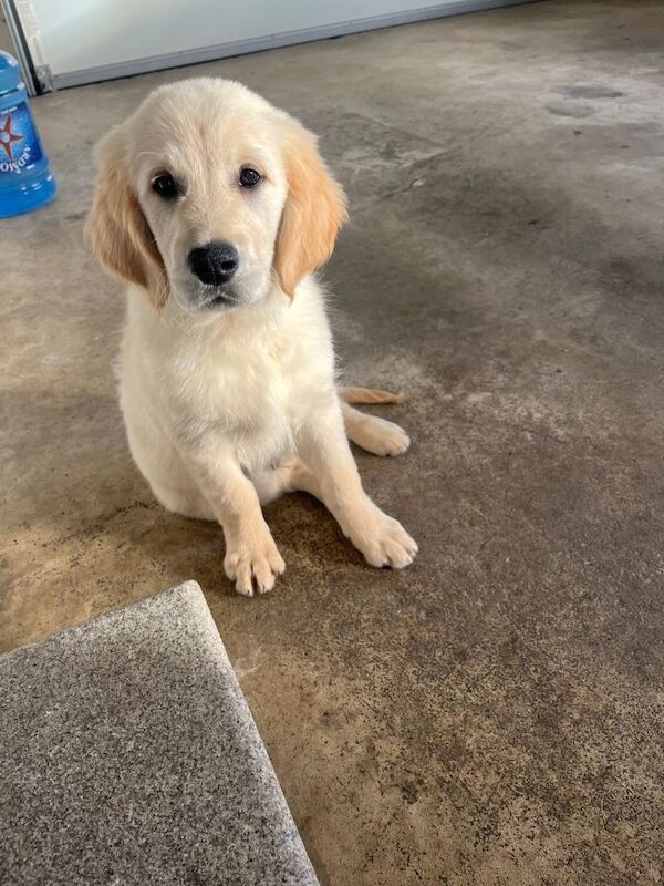 Golden Retriever puppies for sale in Newry, County Armagh – KC registered, 6 months old - Image 3 of 4