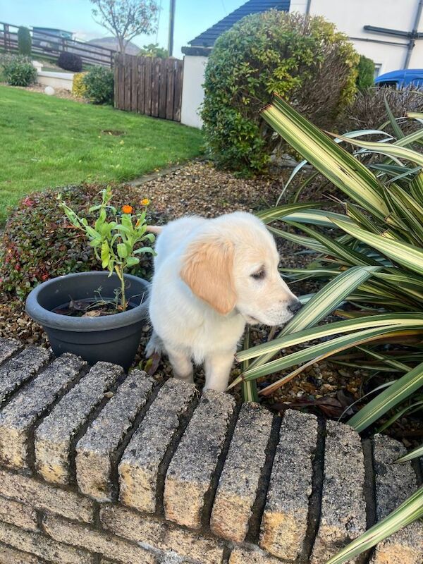 Golden Retriever puppies for sale in Newry, County Armagh – KC registered, 6 months old - Image 4 of 4
