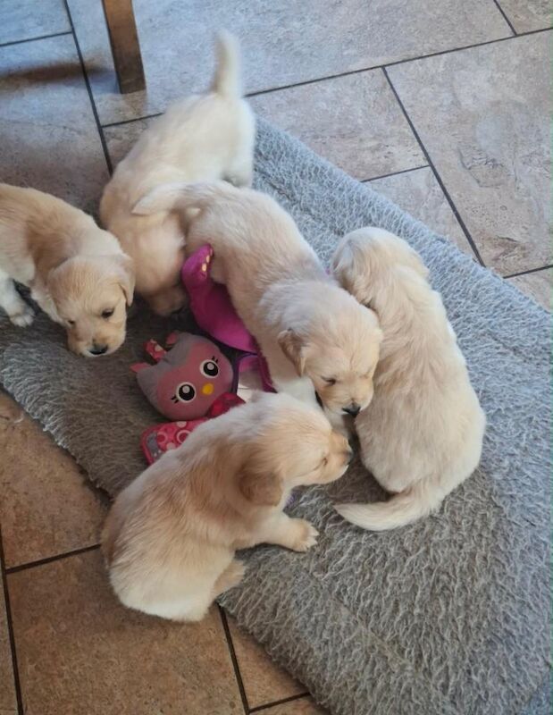 Golden retriever pup