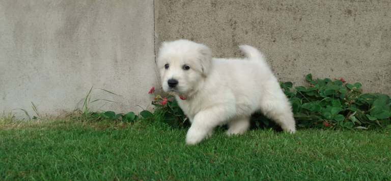 Golden Retriever Puppies For Sale