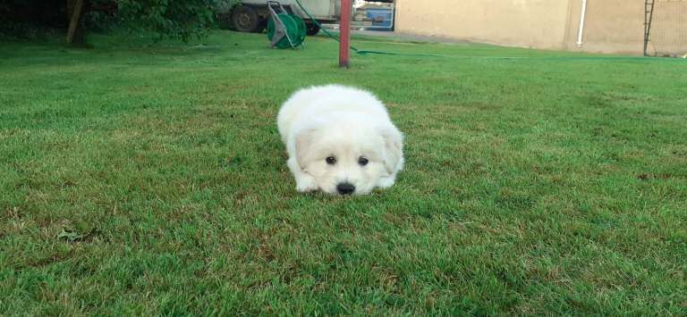 Golden Retriever Pup for Sale - Image 2 of 3