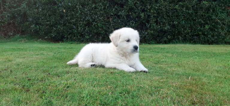 Golden Retriever Pup for Sale - Image 3 of 3