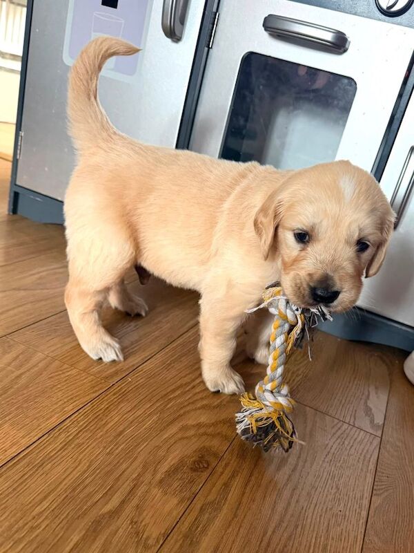 Golden retriever pup KC Registered