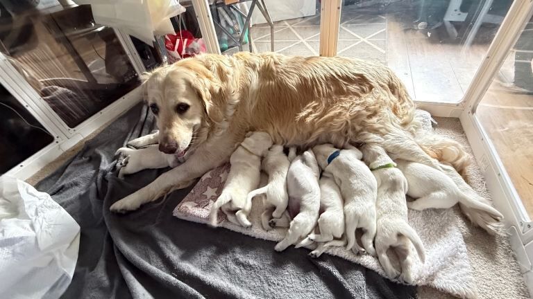 Golden Retriever Puppies