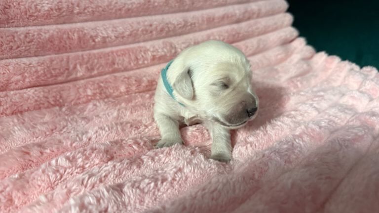 Golden Retriever Puppies - Image 5 of 5