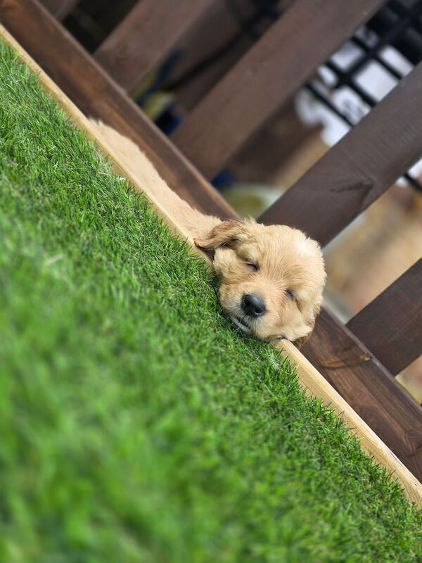 Golden retriever puppies - 3 left - Image 2 of 3