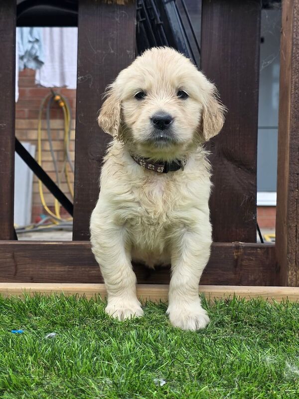 Golden retriever puppies - 3 left - Image 3 of 3