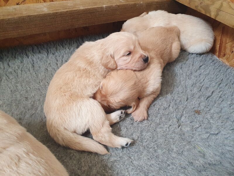 Golden Retriever Puppies For Sale in Bath, Somerset