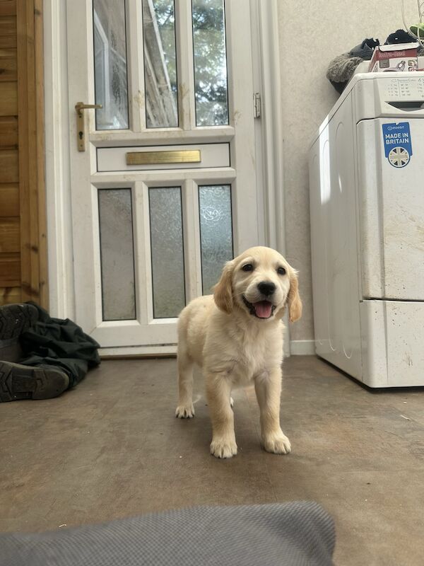 Golden Retriever Puppies For Sale in Taunton, Somerset