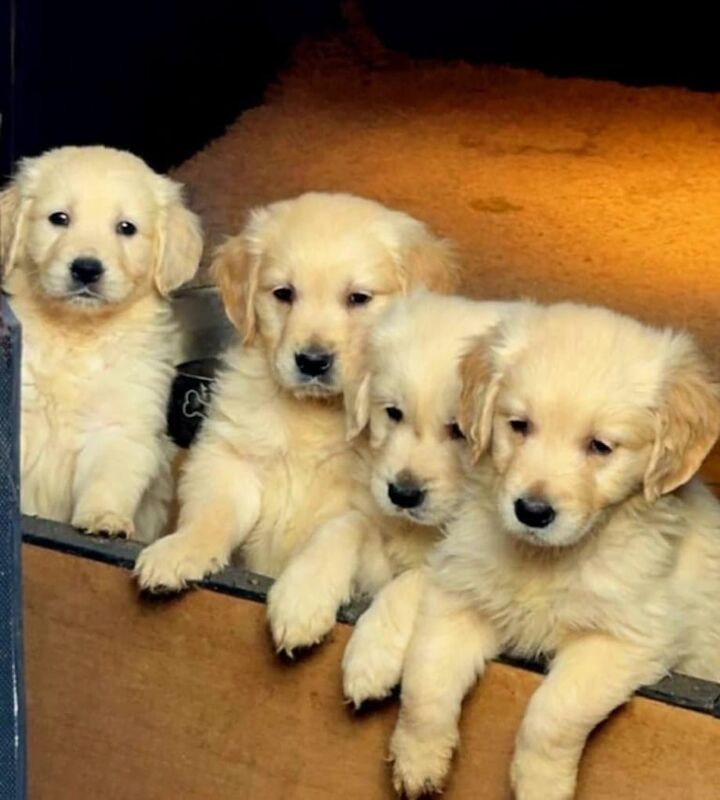 Golden retriever puppies for sale in Dungannon, County Tyrone - Image 1
