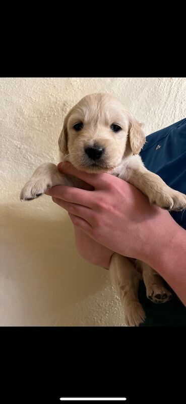 Golden Retriever puppies for sale in Enniskillen, County Fermanagh – KC registered, 1 year old - Image 3 of 3