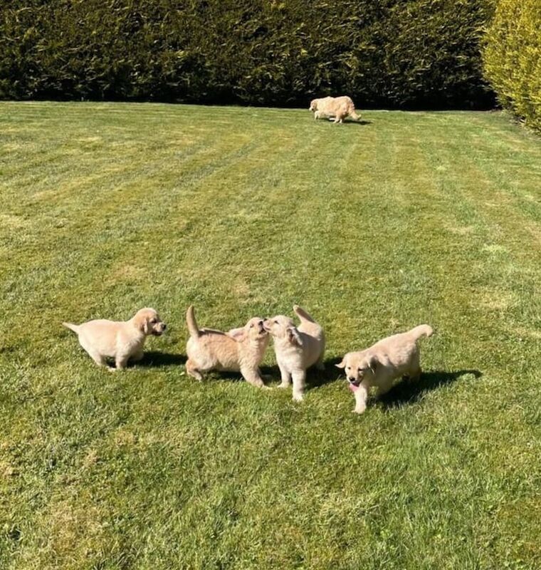 Golden Retriever puppies for sale in Hackney, Greater London – 11 months old - Image 2 of 3