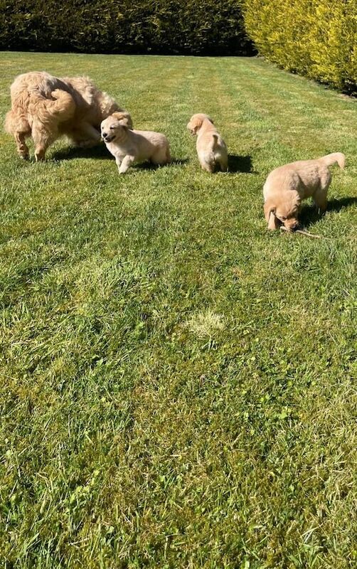 Golden Retriever puppies for sale in Hackney, Greater London – 11 months old - Image 3 of 3