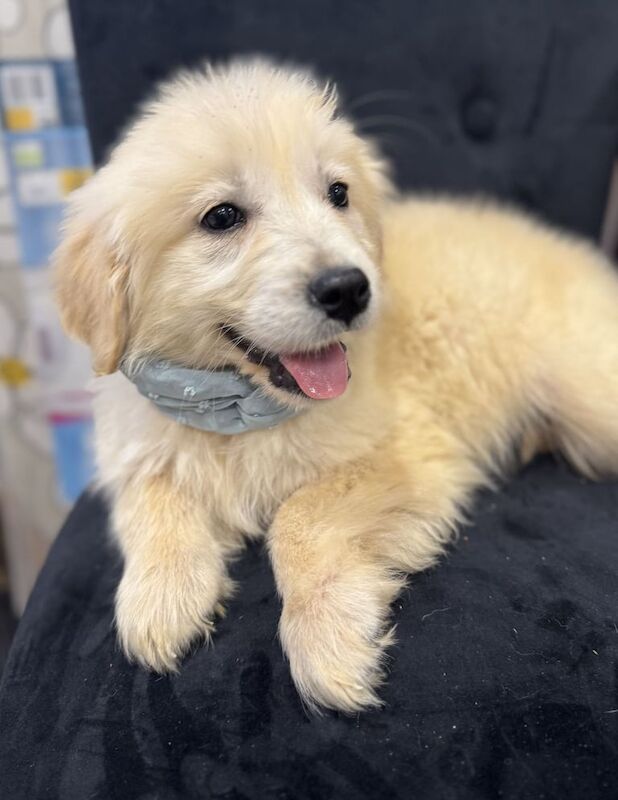 Golden Retriever puppies for sale in Coatbridge, Lanarkshire – 10 months old - Image 2 of 3