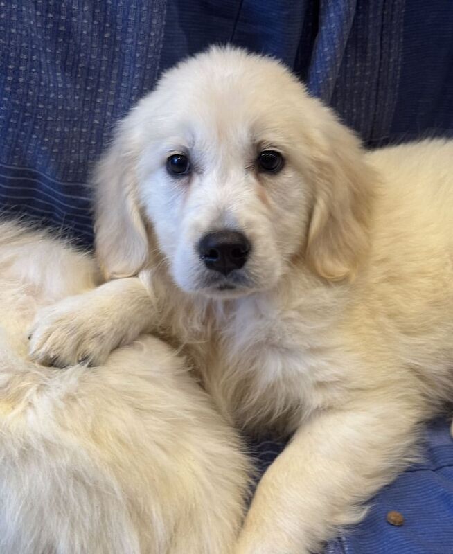 GOLDEN RETRIEVER PUPPIES for sale in Coatbridge, Lanarkshire - Image 3