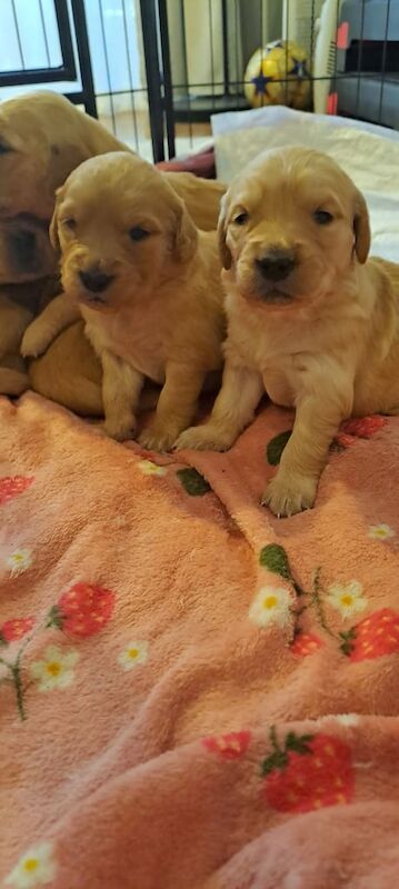 Golden Retriever puppies for sale in Gilmerton, City of Edinburgh – 9 months old - Image 2 of 3