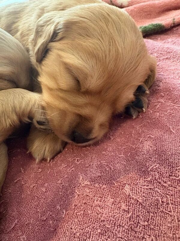 Golden Retriever puppies for sale in Gilmerton, City of Edinburgh – 9 months old - Image 3 of 3