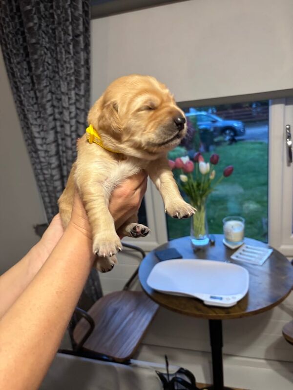 Golden Retriever puppies for sale in Dunoon / Dùn Obhainn, Argyll and Bute – 7 months old - Image 2 of 3