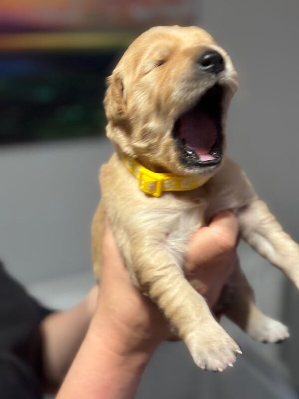 Golden Retriever puppies for sale in Dunoon / Dùn Obhainn, Argyll and Bute – 7 months old - Image 3 of 3