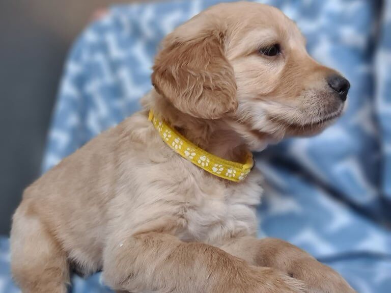 Golden Retriever puppies for sale in Seaham, Durham – KC registered, 8 months old - Image 1 of 3