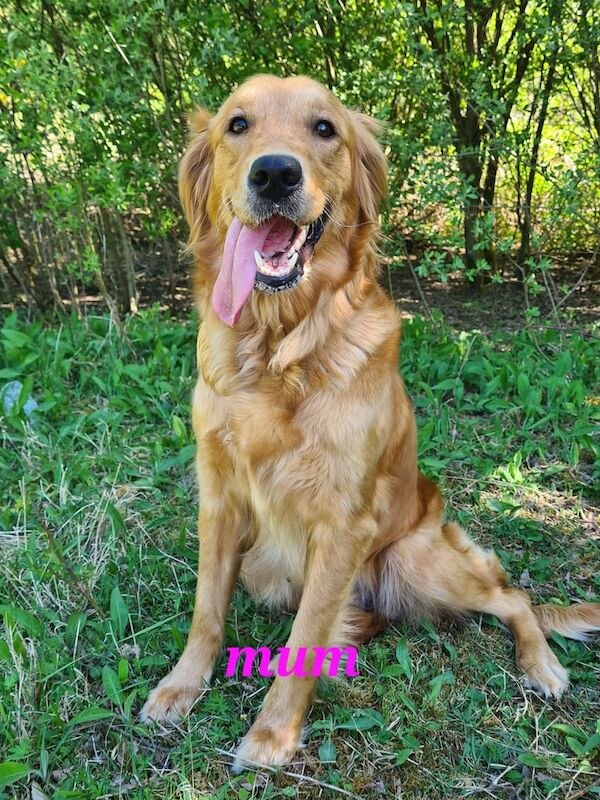 Golden Retriever puppies for sale in Seaham, Durham – KC registered, 8 months old - Image 3 of 3