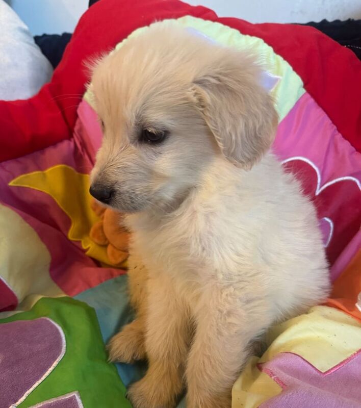 Golden Retriever puppies for sale in Gartcosh, Lanarkshire – 10 months old - Image 2 of 3