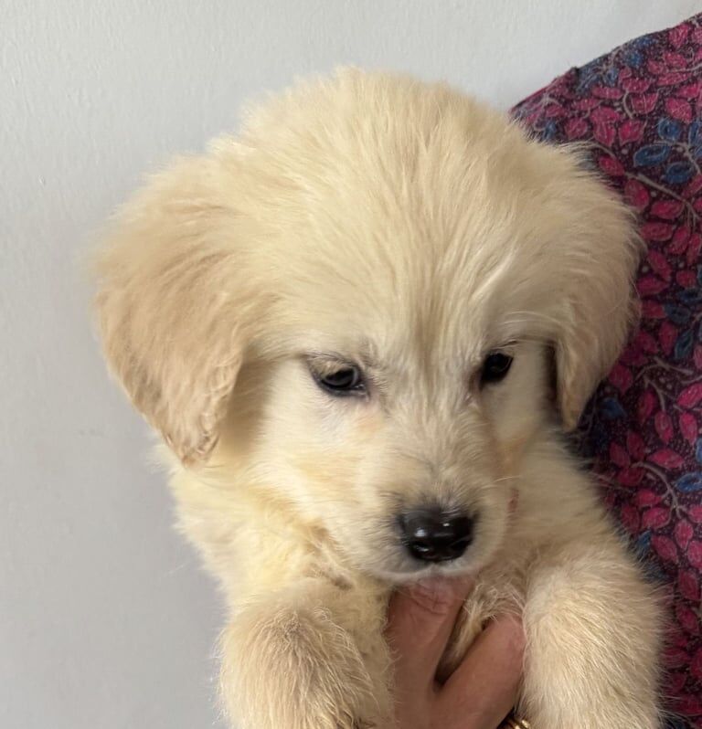 Golden Retriever puppies for sale in Gartcosh, Lanarkshire – 10 months old - Image 3 of 3