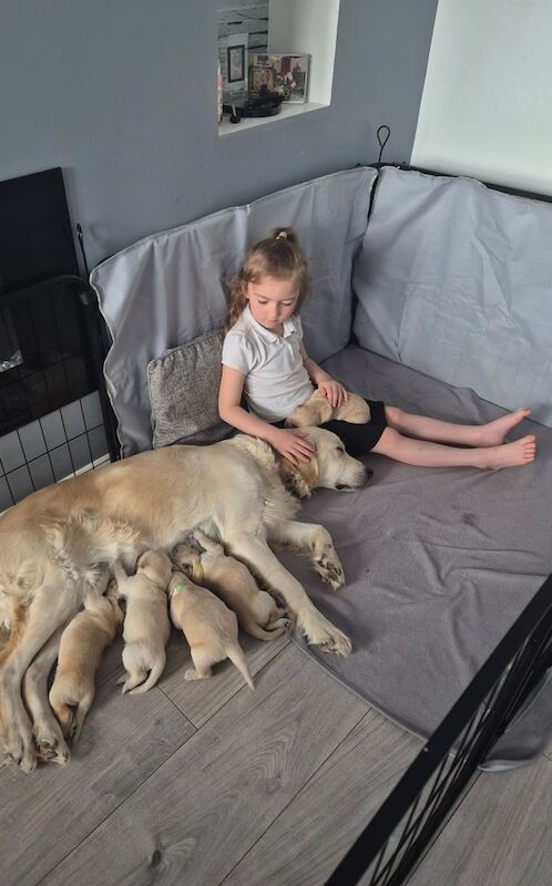 Golden Retriever puppies for sale in Tranent, East Lothian
