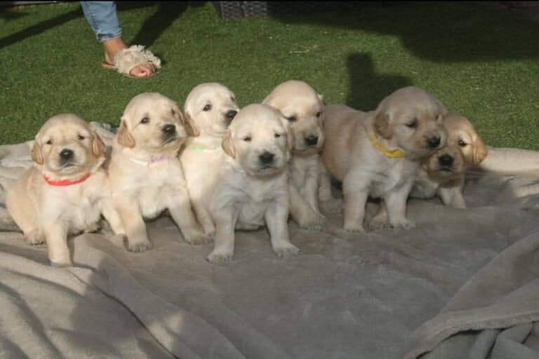 Golden Retriever puppies for sale in Tranent, East Lothian | Image 2