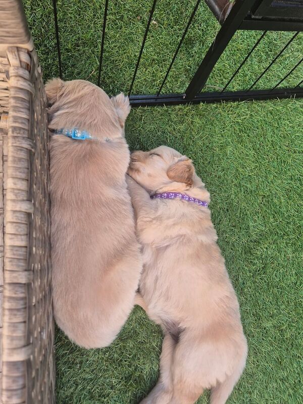 Golden Retriever puppies for sale in Tranent, East Lothian | Image 3
