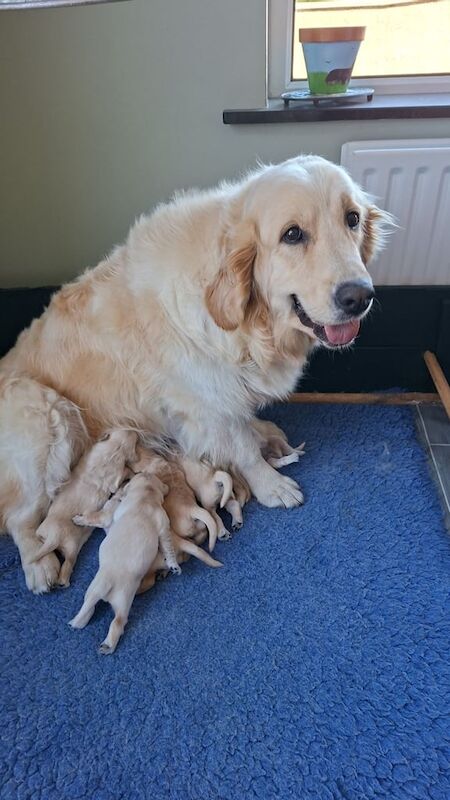 Golden Retriever puppies. for sale in Rathfriland, County Down | Image 2