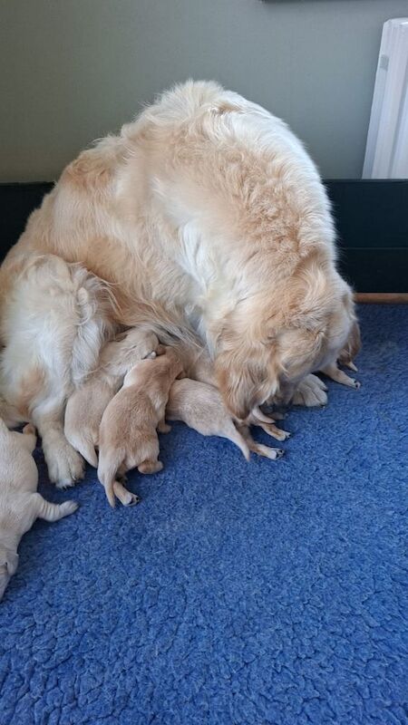 Golden Retriever puppies. for sale in Rathfriland, County Down - Image 3