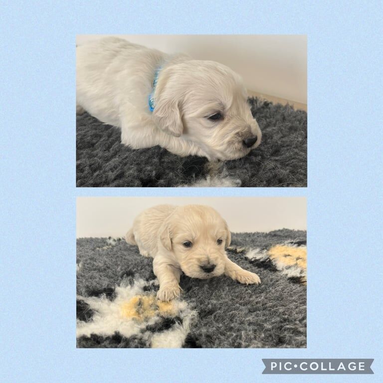 Golden Retriever Puppies for sale in Dundee, City of Dundee - Image 2