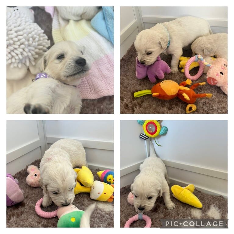 Golden Retriever Puppies for sale in Dundee, City of Dundee - Image 3