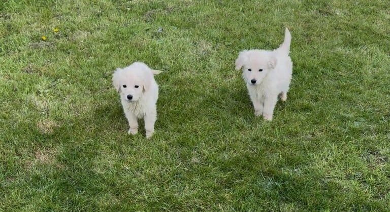 GOLDEN RETRIEVER PUPPIES for sale in Gartcosh, Lanarkshire