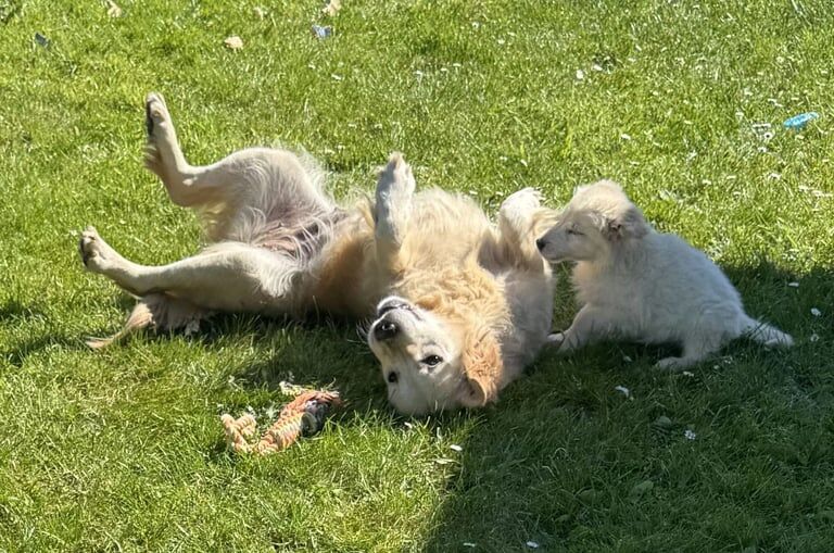GOLDEN RETRIEVER PUPPIES for sale in Gartcosh, Lanarkshire | Image 2