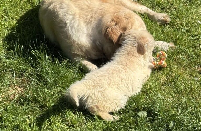 GOLDEN RETRIEVER PUPPIES for sale in Gartcosh, Lanarkshire | Image 3
